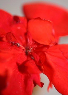 Red pelargonium flowering