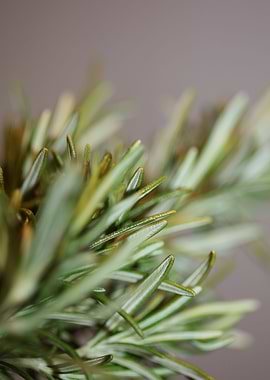 Rosemary aromatic flower