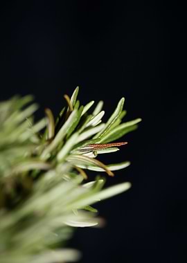 Rosmarinus flower close up