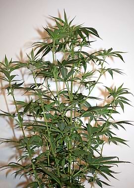 Cannabis plant flowering