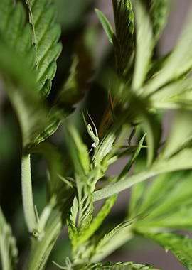 Marihuana plant background