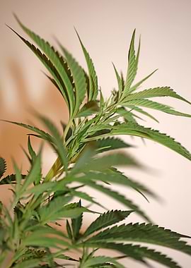 Cannabis plant close up