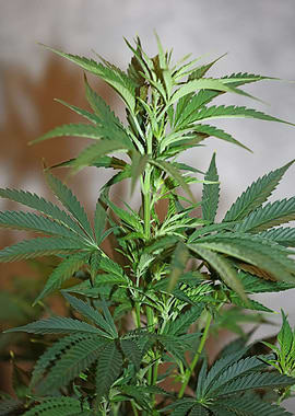 Cannabis plant close up
