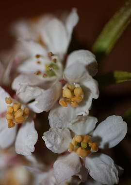 Choisya ternata flowering
