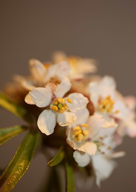 White flowering background