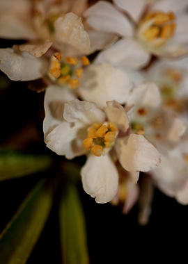 Choisya flower blossoming