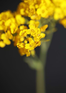 Aurinia saxatilis close up