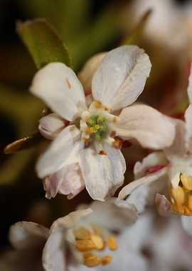 Choisya ternata flowering