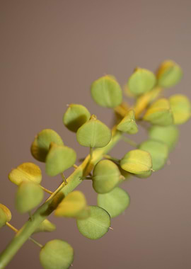 Muscari wild flower fruits