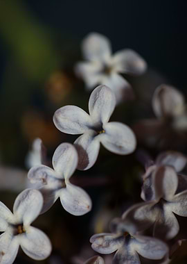 Syringa flowering close up