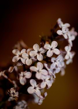 Syringa flowering oleaceae