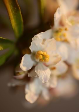 White choisya flower macro