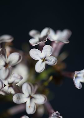Syringa flower blossoming