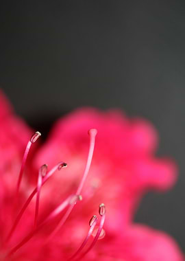 Red rhododendron stamens