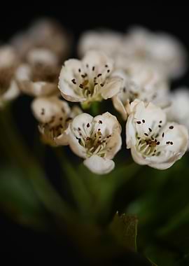 Crataegus flowers blossom