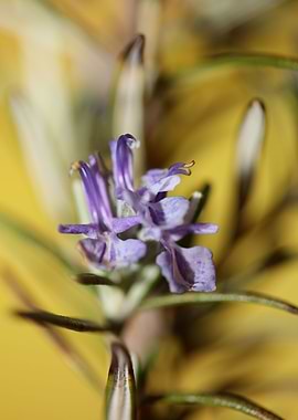 Rosmarinus flowering macro