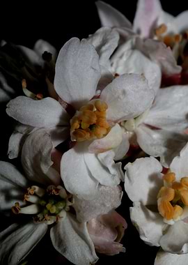 Choisya flowering rutaceae