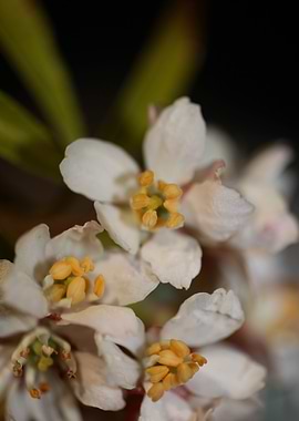 Choisya flower blossoming