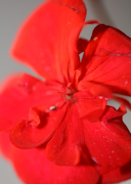 Red pelargonium blossoming