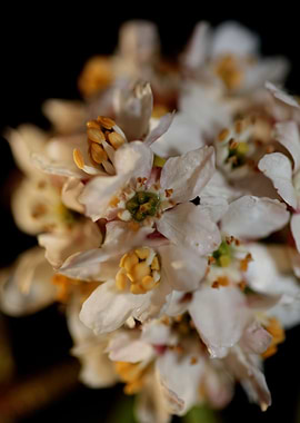 White choisya flower macro