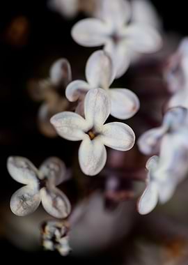 Syringa vulgaris blossom