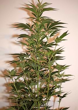 Cannabis plant close up