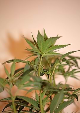 Cannabis plant flowering