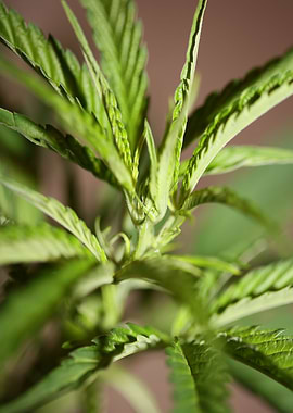 Cannabis plant flowering