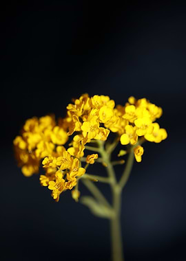 Aurinia saxatilis close up
