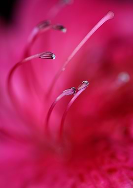 Red rhododendron stamens