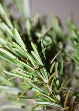 Rosemary flowering macro