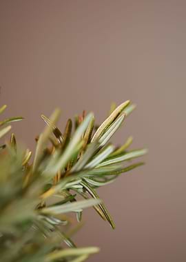 Rosemary aromatic flower