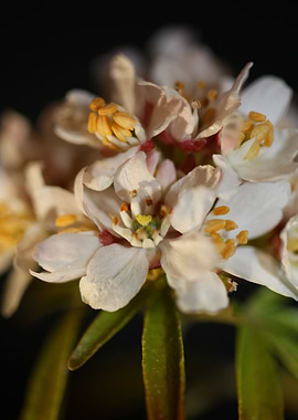White choisya flower macro