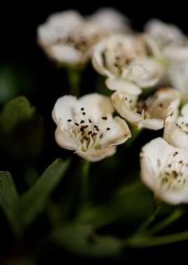 Crataegus monogyna flowers
