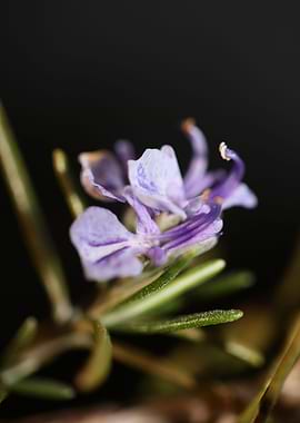 Rosemary flowering macro