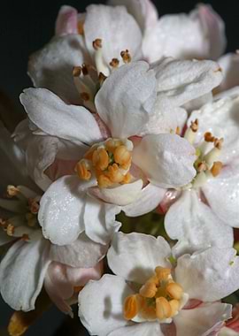 Choisya blossom rutaceae