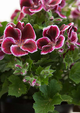 geranium in bloom