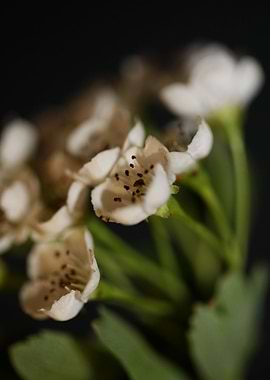 White flowers blossoming