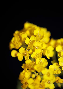 Aurinia flowering macro