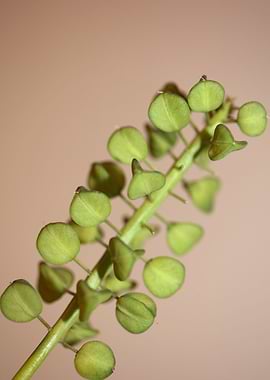 Muscari wild flower fruits