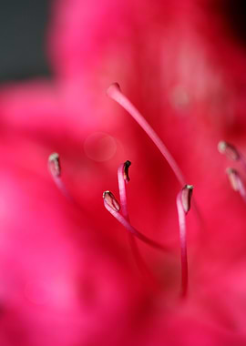 Red rhododendron stamens