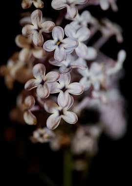 Syringa vulgaris flowering