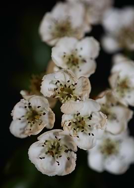 White flowers blossoming