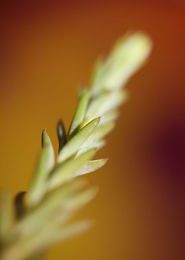 Sedum flower background