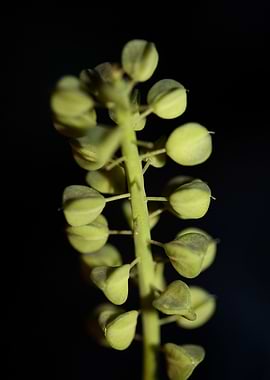 Muscari flower fruit macro
