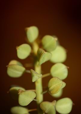 Wild muscari flower fruits