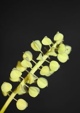 Muscari flower fruit macro