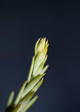 Sedum ochroleucum close up