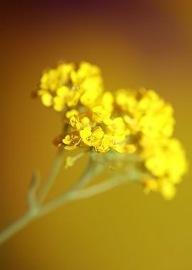 Yellow Aurinia flowering