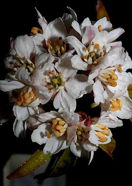 White choisya flower macro